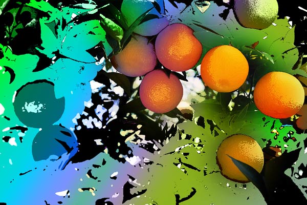 oranges colorées.jpg